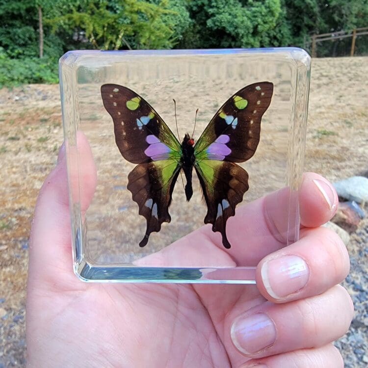 Rare Purple Spotted Swallowtail Butterfly in Resin, Purple Butterfly, Green Butterfly