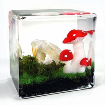 Mushroom Skull, Real Rat Skull, Goblincore Diorama