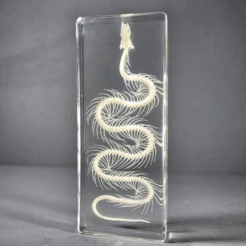 Snake Skeleton in Resin, Reptile Animal Bones, Real Snake, Oddities Decor