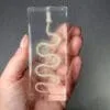 Real Snake Skeleton in Resin, Animal Bones, Curiosity Display