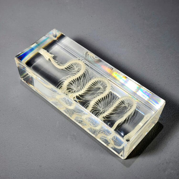 Snake Skeleton in Resin, Reptile Animal Bones, Real Snake, Oddities Decor