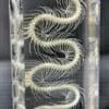 Snake Skeleton in Resin, Reptile Animal Bones, Real Snake, Oddities Decor