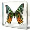 Madagascan Sunset Moth in Resin. Butterfly in Resin, Insects in Resin, Curiosity Display