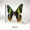Madagascan Sunset Moth, Real Moth in Resin, Colorful Framed Butterflies, Oddities Decor