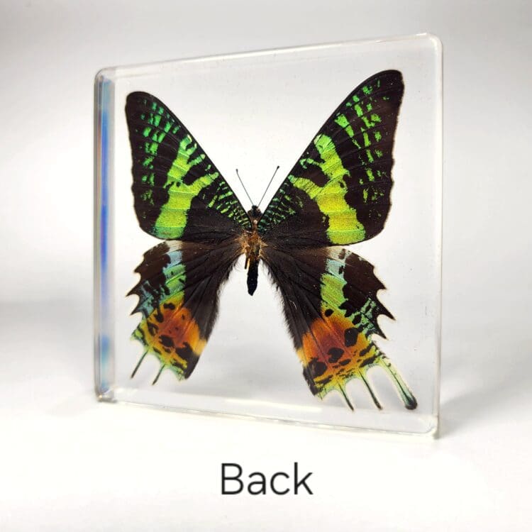 Madagascan Sunset Moth, Real Moth in Resin, Colorful Framed Butterflies, Oddities Decor