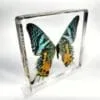 Madagascan Sunset Moth, Real Moth in Resin, Colorful Framed Butterflies, Oddities Decor