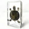 Real Turtle Specimen, Turtle In Resin, Read Eared Slider