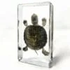 Real Turtle Specimen, Turtle In Resin, Read Eared Slider