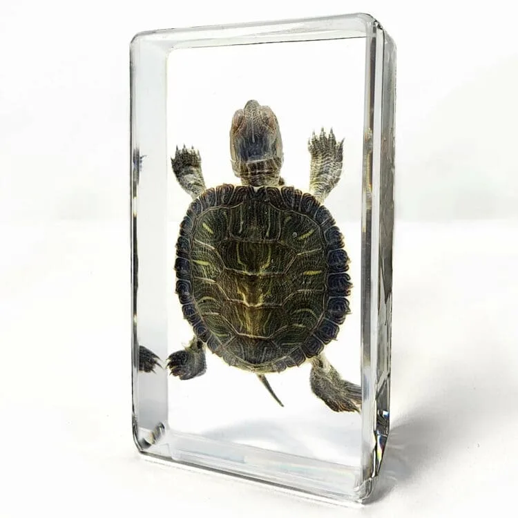 Real Turtle Specimen, Turtle In Resin, Read Eared Slider