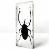Long Armed Weevil in Resin, Real Insect Specimens, Weird Bugs