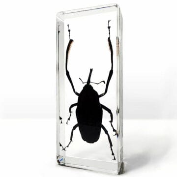 Long Armed Bamboo Weevil In Resin, Cyrtotrachelus longimanus