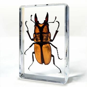 Orange Stag Beetle in Resin, Small Beetles, Real Bugs