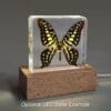 LED Wood Lighted Base, Light Up Specimen Display Stand