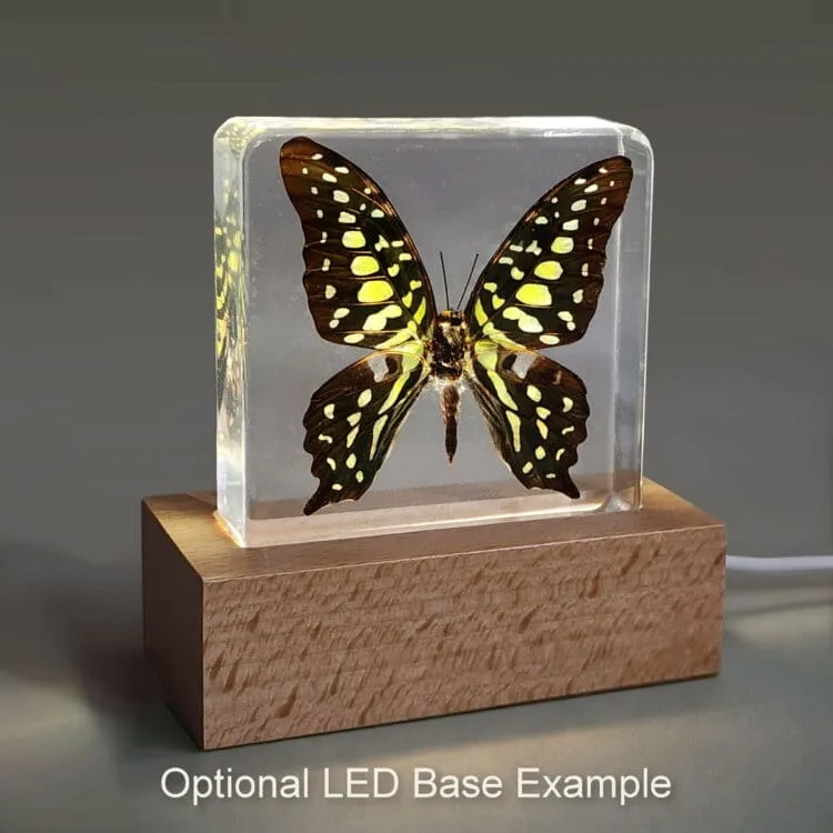 Yellow Orange Tip Butterfly in Resin, Ixias pyrene - Insects In Resin
