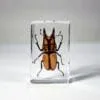 Orange Stag Beetle in Resin, Small Beetles, Real Bugs