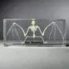 Large Bat Skeleton in Resin, Real Bat Bones
