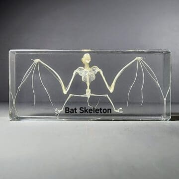 Large Bat Skeleton in Resin, Real Bat Bones