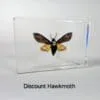 Discount Insects In Resin, Hawkmoth, Deaths Head Moth, Skull Moth