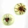 Glow in the Dark Spider Magnet Set, Real Spiders, Insects in Resin