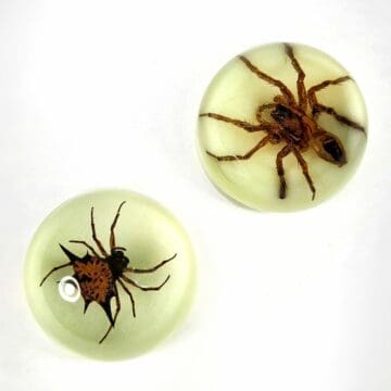 Glow in the Dark Spider Magnet Set, Real Spiders, Insects in Resin