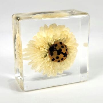 Real Ladybug on Flower in Resin, Insects in Resin, Natural Specimen, Mini Diorama