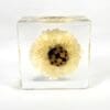 Real Ladybug on Flower in Resin, Insects in Resin, Natural Specimen, Mini Diorama