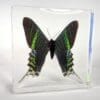 Large Green Banded Moth in Resin, Real Moth in Resin, Oddities, Curiosities
