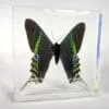 Large Green Banded Moth in Resin, Real Moth in Resin, Oddities, Curiosities