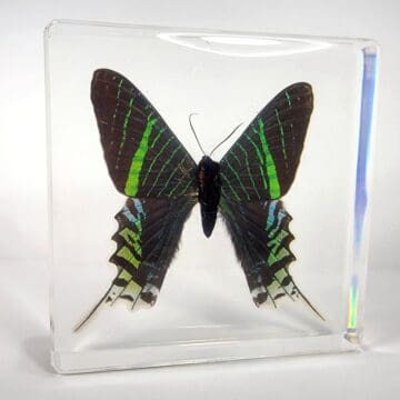 Large Green Banded Moth in Resin, Real Moth in Resin, Oddities, Curiosities