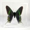 Large Green Banded Moth in Resin, Real Moth in Resin, Oddities, Curiosities