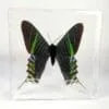 Large Green Banded Moth in Resin, Real Moth in Resin, Oddities, Curiosities