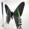 Large Green Banded Moth in Resin, Real Moth in Resin, Oddities, Curiosities