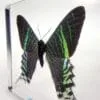 Large Green Banded Moth in Resin, Real Moth in Resin, Oddities, Curiosities