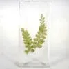 Maidenhair Fern in Rein, Real Plants Display