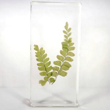 Maidenhair Fern in Rein, Real Plants Display