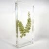 Maidenhair Fern in Rein, Real Plants Display