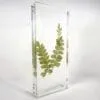 Maidenhair Fern in Rein, Real Plants Display
