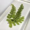 Maidenhair Fern in Rein, Real Plants Display
