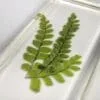Maidenhair Fern in Rein, Real Plants Display