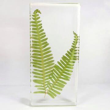 Old World Fern, Real Plants in Resin, Natural Specimen