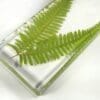Old World Fern, Real Plants in Resin, Natural Specimen