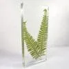 Old World Fern, Real Plants in Resin, Natural Specimen