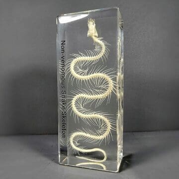 Snake Skeleton in Resin, Animal Bones, Reptile Bones, Snakes