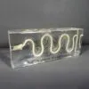 Snake Skeleton in Resin, Animal Bones, Reptile Bones, Snakes