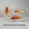 Discount and Deals, Real Specimen in Resin, Preserved Goldfish