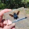 Blue Carpenter Bee in Resin, Blue Bee, Insects In Resin, Curiosities