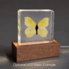 Real Brimstone Yellow Butterfly, Curiosities, Insects in Resin