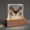 Real Preserved Burnet Moth, Insects in Resin, Curiosities