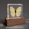 Real Lemon Emigrant Butterfly, Curiosities, Insects in Resin