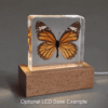 Real Tiger Butterfly, Curiosities, Insects in Resin